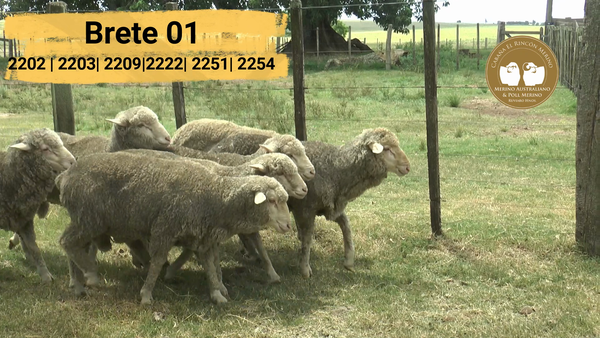 Lote Brete 01