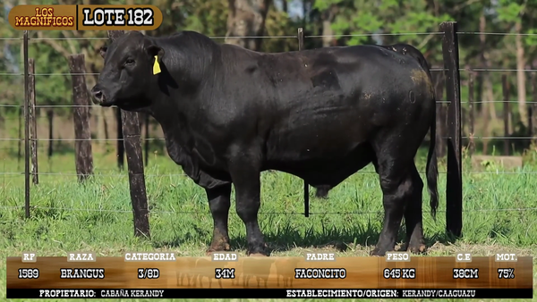 Lote LOTE 182