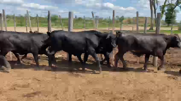 Lote 65 Novillos en Palo Santo, Formosa