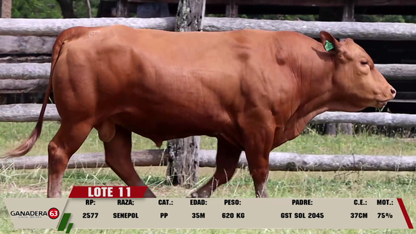 Lote LOTE 11