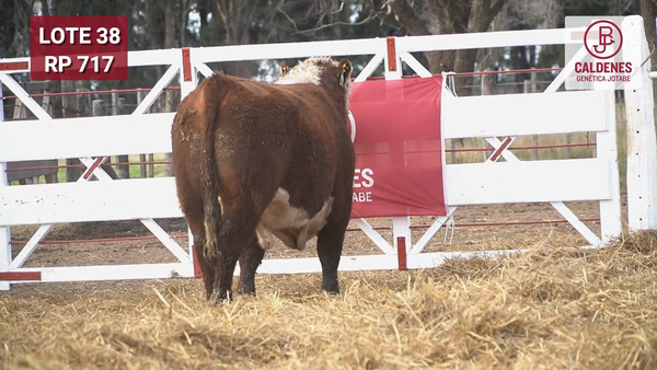 Lote Toro PR