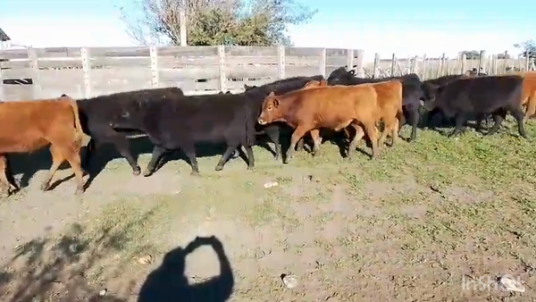 Lote 60 Terneros