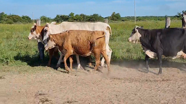 Lote 26 Vacas  en Corrientes, Goya