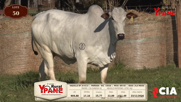 Lote Lote 50