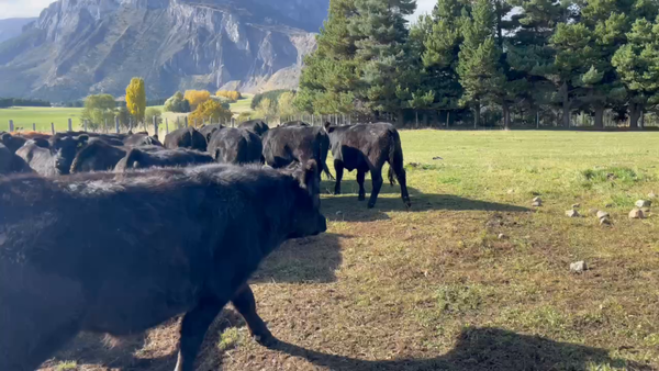 Lote 50 Novillo Engorda en Coyhaique, XI Región Aysén