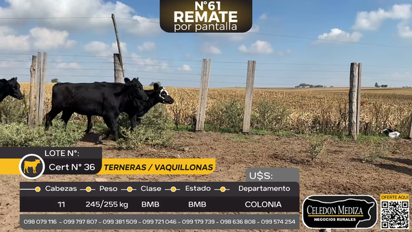 Lote 11 Vaquillonas y terneras en La Horqueta, Colonia