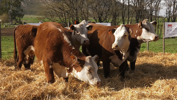 Lote VAQUILLONAS P.HEREFORD PR PARICION OTOÑO CABAÑA HUAICO MUN