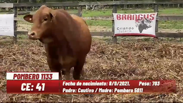 Lote TORO