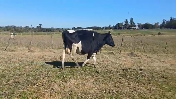 Lote (Vendido)Vacas preñadas HOLANDO en CUFRE