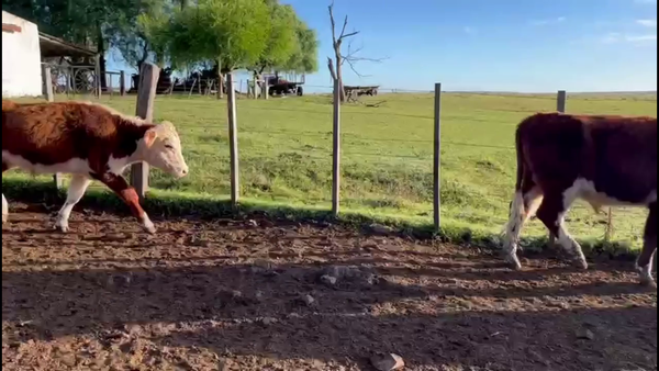 Lote NOVILLOS 2-3 AÑOS