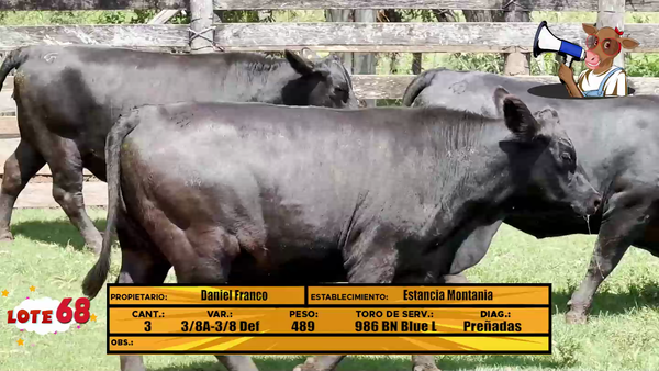 Lote LOTE 68 - EN VIVO