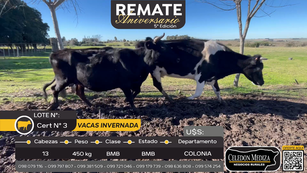 Lote 13 Vacas de Invernada en Paso Antolín, Colonia