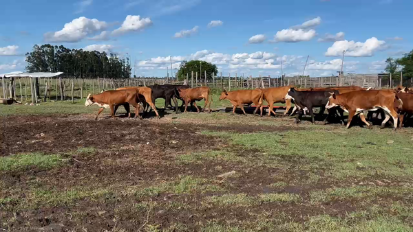 Lote 50 Vaquillonas en Corrientes, San Roque