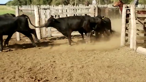 Lote 65 Vaquillonas en Quimilí, Santiago del Estero