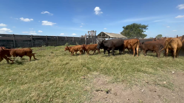 Lote 74 Piezas de cría en Turupí, Tacuarembó
