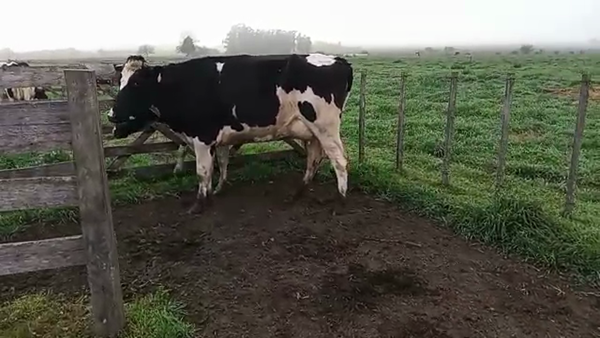 Lote (Vendido)2 Vaquillonas 1 a 2 años 550kg - , San José