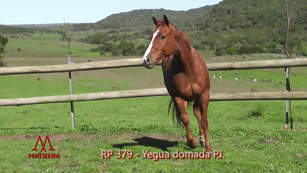 Lote MATRE KOKONA PEPPY