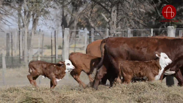 Lote VAQUILLONAS BRAFORD GENERACIONES INTERMEDIAS