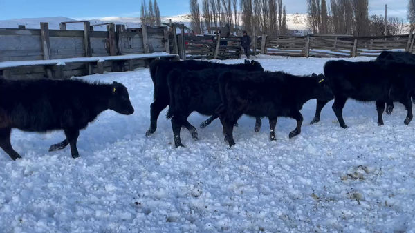 Lote 28 Ternera en Coyhaique, XI Región Aysén