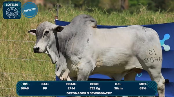 Lote LOTE 26