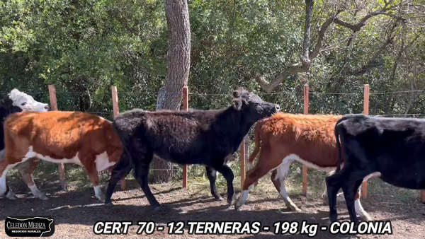 Lote 12 Terneros en Radial Conchillas, Colonia