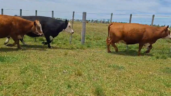 Lote VACAS PREÑADAS