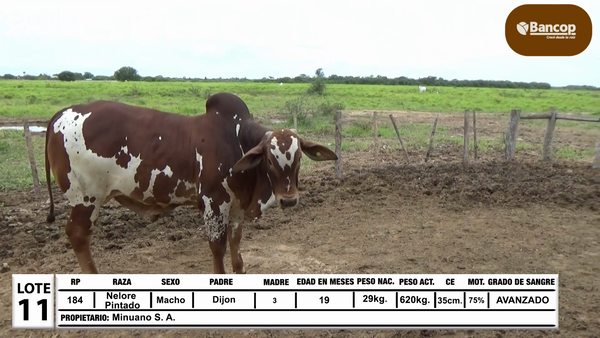 Lote Lote 11