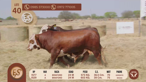 Lote TOROS BRAFORD 24 MESES