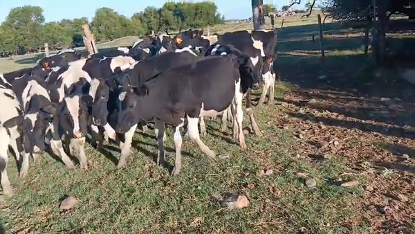 Lote 16 Terneros 80kg - , San José