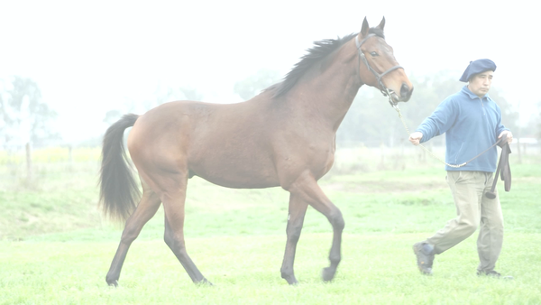 Lote CACHI NIK (NICODEMUS - PURMAMARCA JOHAN)
