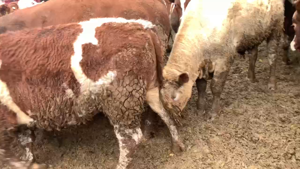 Lote 45 Novillo Gordo en Linares, VII  Región Maule