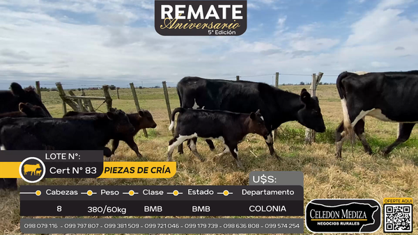 Lote 8 Piezas de cría A 25 Km de Cardona, Colonia