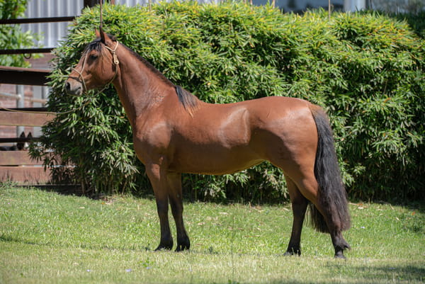 Lote JAGUEL YERBA MALA