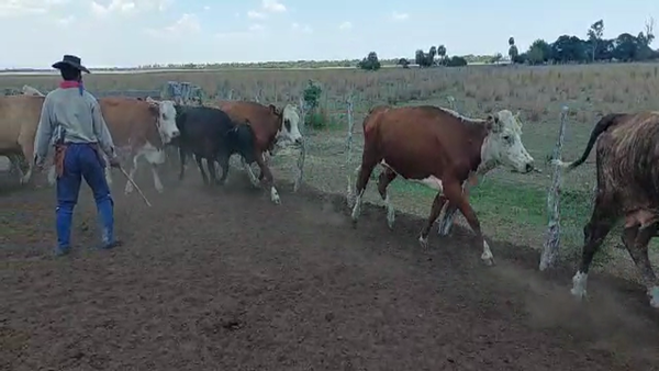 Lote 54 Vacas de invernar en Goya, Corrientes