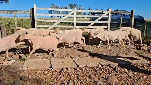 Lote OVEJAS