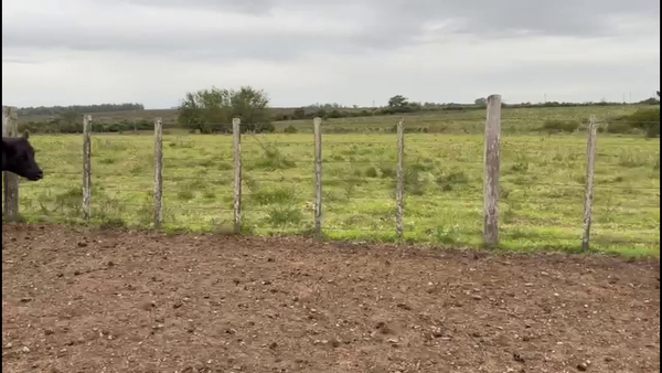 Lote VAQUILLONAS 1-2 AÑOS