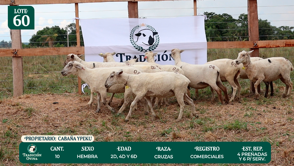 Lote LOTE 60 - POR PANTALLA
