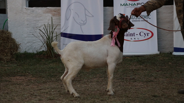 Lote Lote 40 - Caprinos