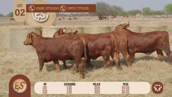 Lote TERNERAS BRANGUS CBO 5