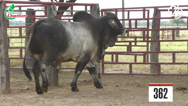 Lote Brahman