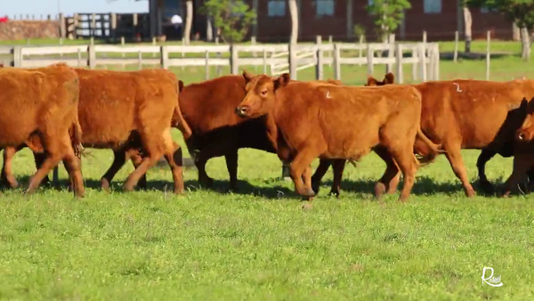 Lote LOTE 2 VIENTRES