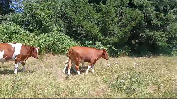 Lote 29 Novillo Engorda en Mariquina, XIV Región Los Ríos