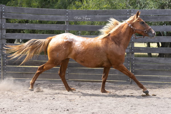 Lote DM TOP MODEL PEPPY (PREP 1)