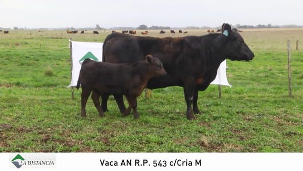 Lote Vaca con Cria