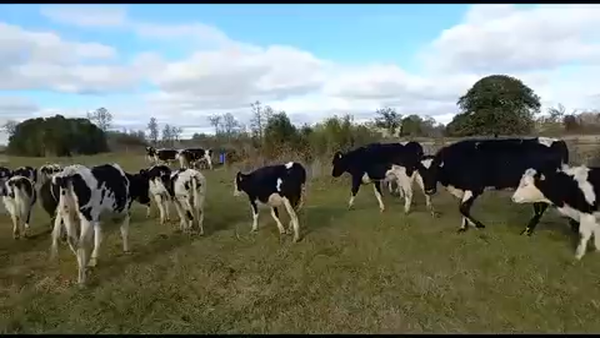 Lote 40 Ternera en Purranque, X Región Los Lagos