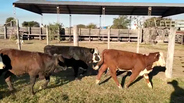 Lote 65 Terneros/as Braford y sus cruzas en Avellaneda, Santa Fe