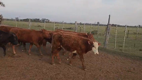 Lote 12 Novillitos Cruza en Sunchales, Santa Fe