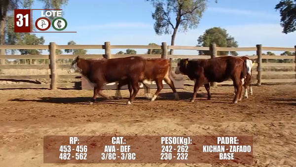 Lote Lote 31