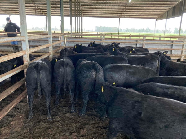 Lote 25 Ternero en X Región Los Lagos, Puerto Varas