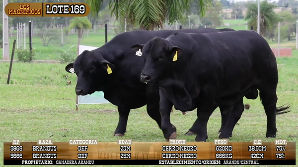 Lote LOTE 169